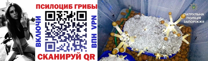 Псилоцибиновые грибы Psilocybe  Суоярви 